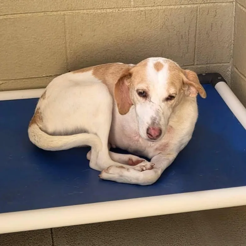 Lucy Goosey thumbnail 3