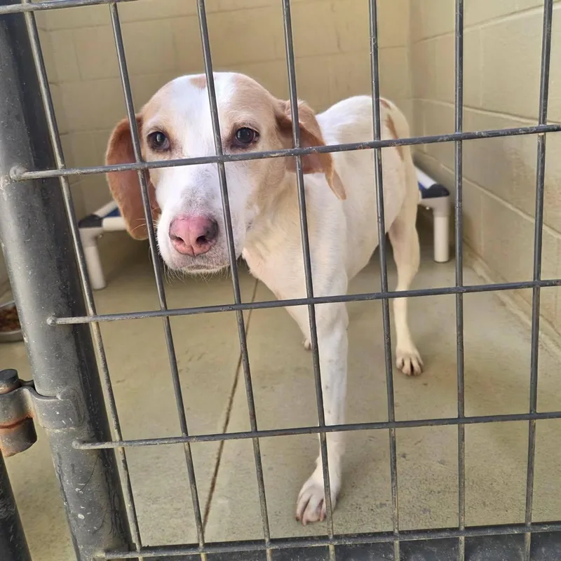 Lucy Goosey thumbnail 4