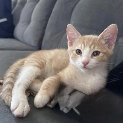 A baby small-sized male Orange / Red Domestic Short Hair cat named Carl for adoption in Los Angeles, CA