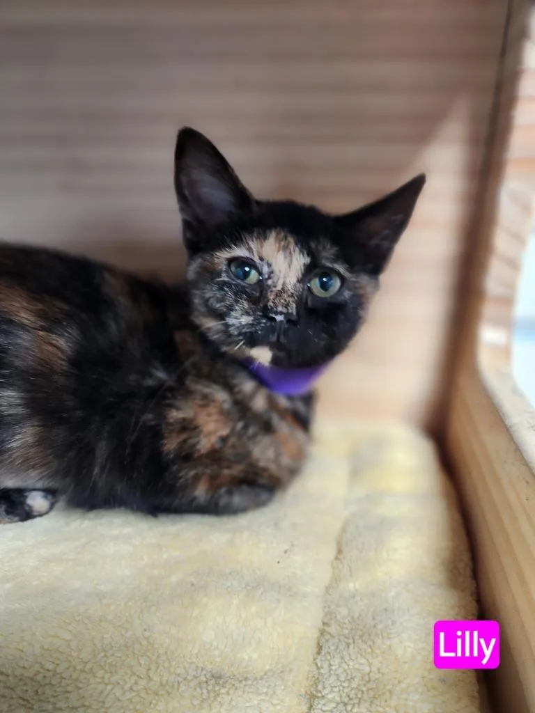 A young large-sized female Tortoiseshell Domestic Short Hair cat named Lilly for adoption in New Philadelphia, OH