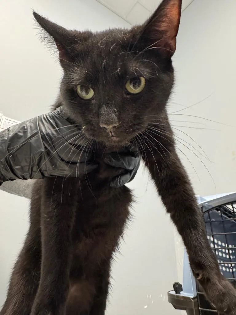 A young medium-sized male Domestic Short Hair cat named Willy for adoption in Bloomington, IN