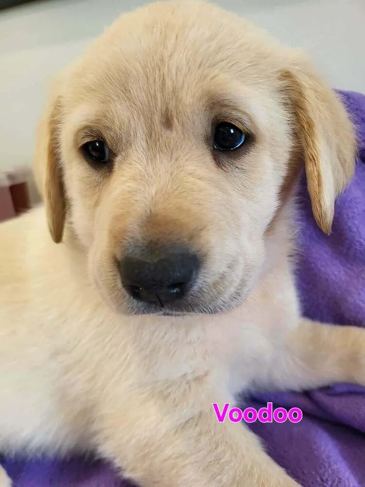 A baby large-sized female White / Cream Great Pyrenees dog named Voodoo for adoption in Pottstown, PA