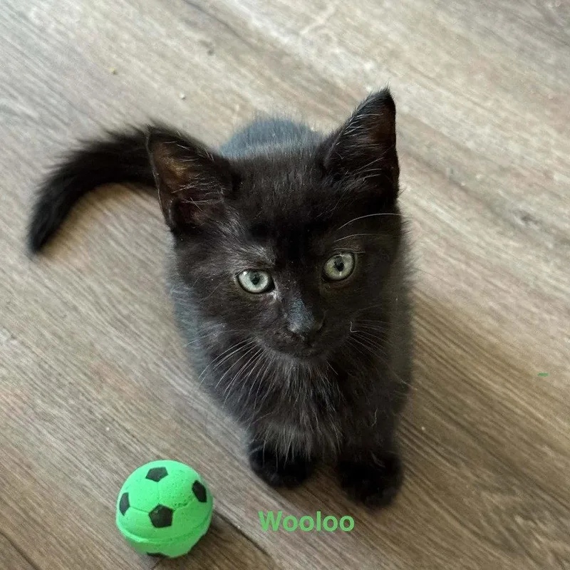 A baby medium-sized male Domestic Short Hair cat named Wooloo for adoption in Candler, NC