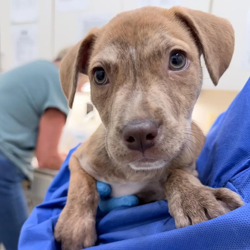 A baby small-sized female Brown / Chocolate Mixed Breed dog named Doris for adoption in Auburn, AL