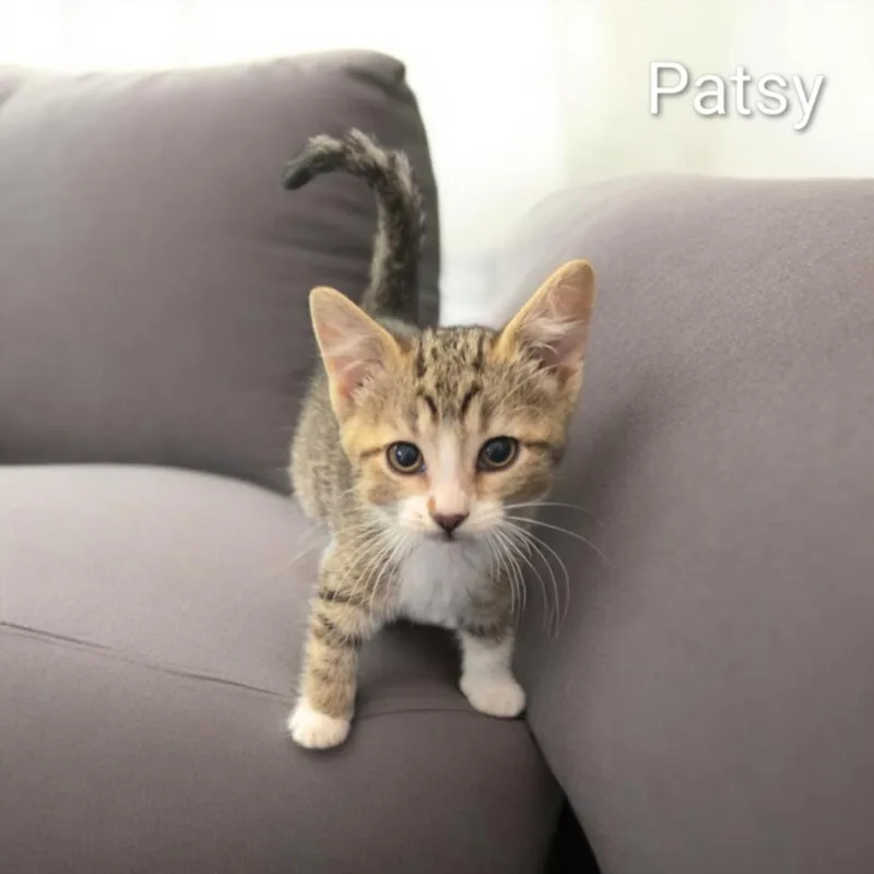 Patsy