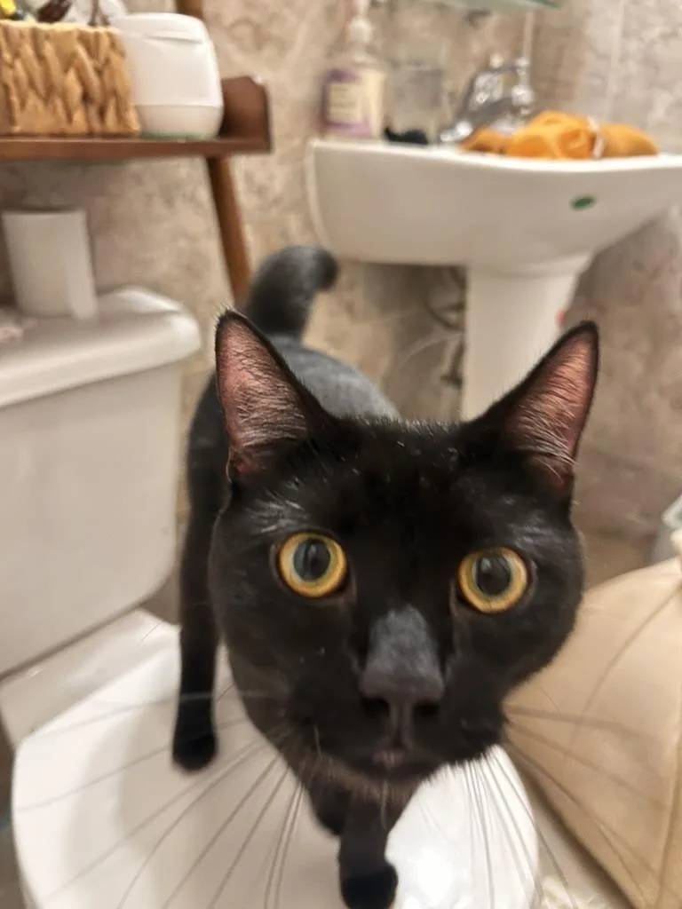 A young medium-sized male Black Domestic Short Hair cat named Norman for adoption in Flushing, NY