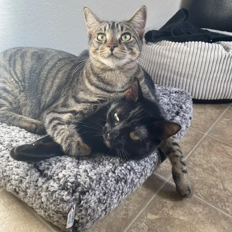 Daffodil thumbnail 2