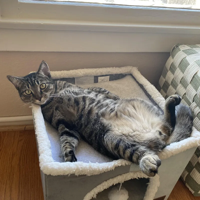 Daffodil thumbnail 3