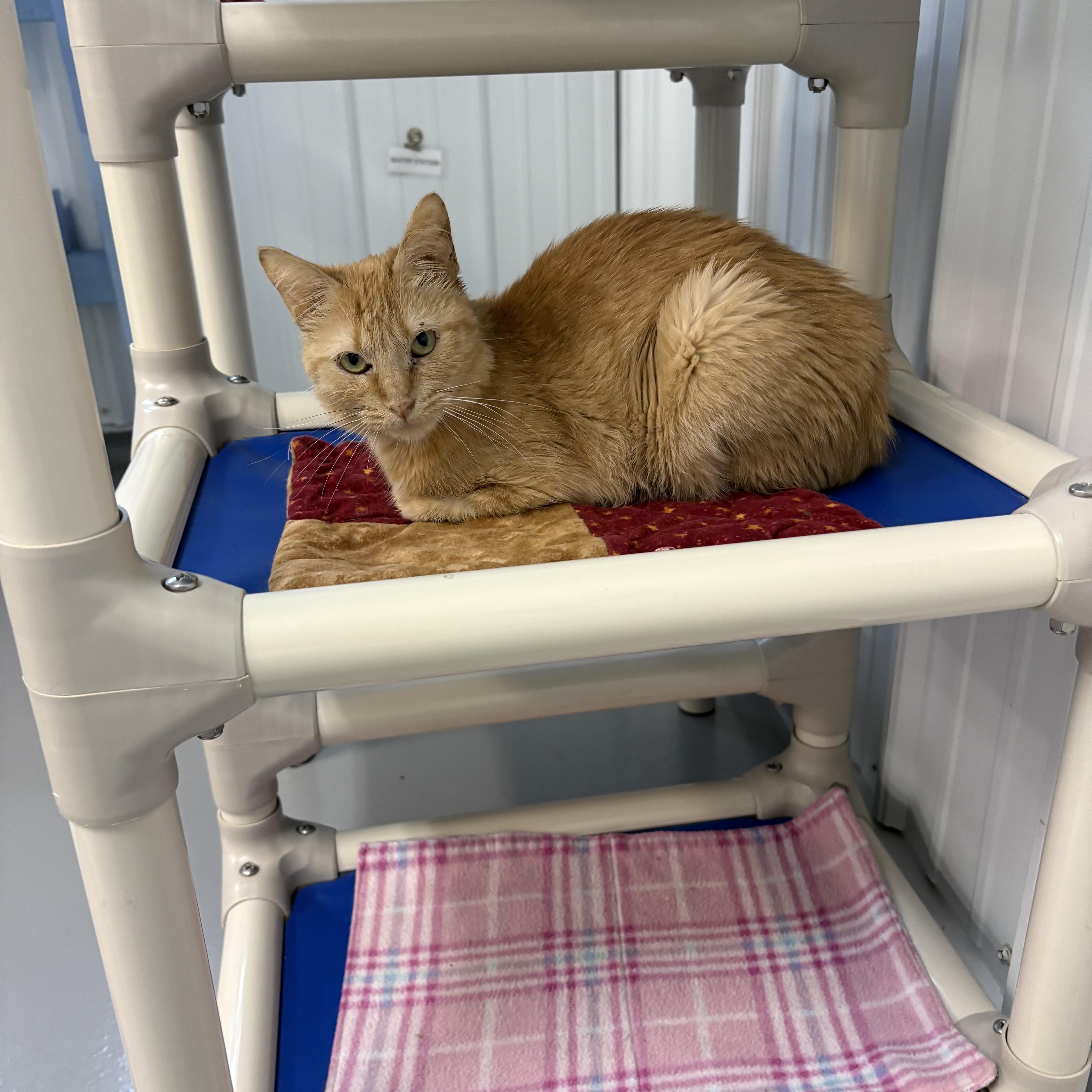 An adult medium-sized female American Shorthair cat named Sunshine for adoption in Big Rapids, MI