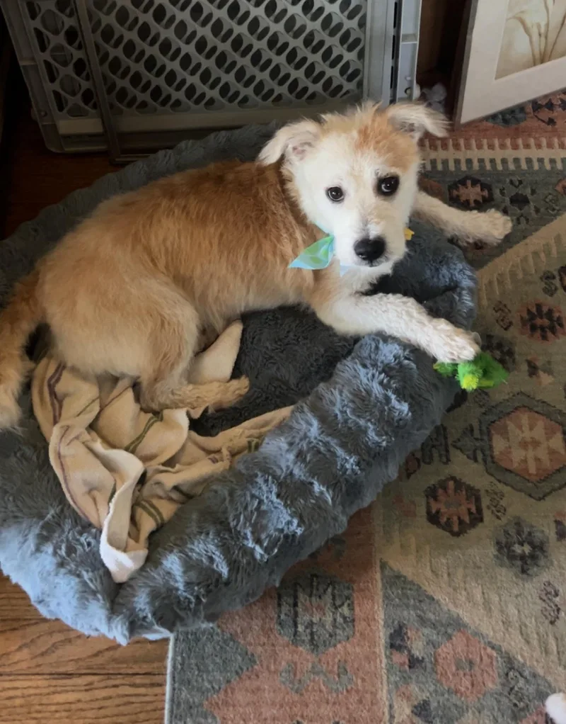 An adult medium-sized male White / Cream Terrier dog named Harvey for adoption in Rensselaer, NY