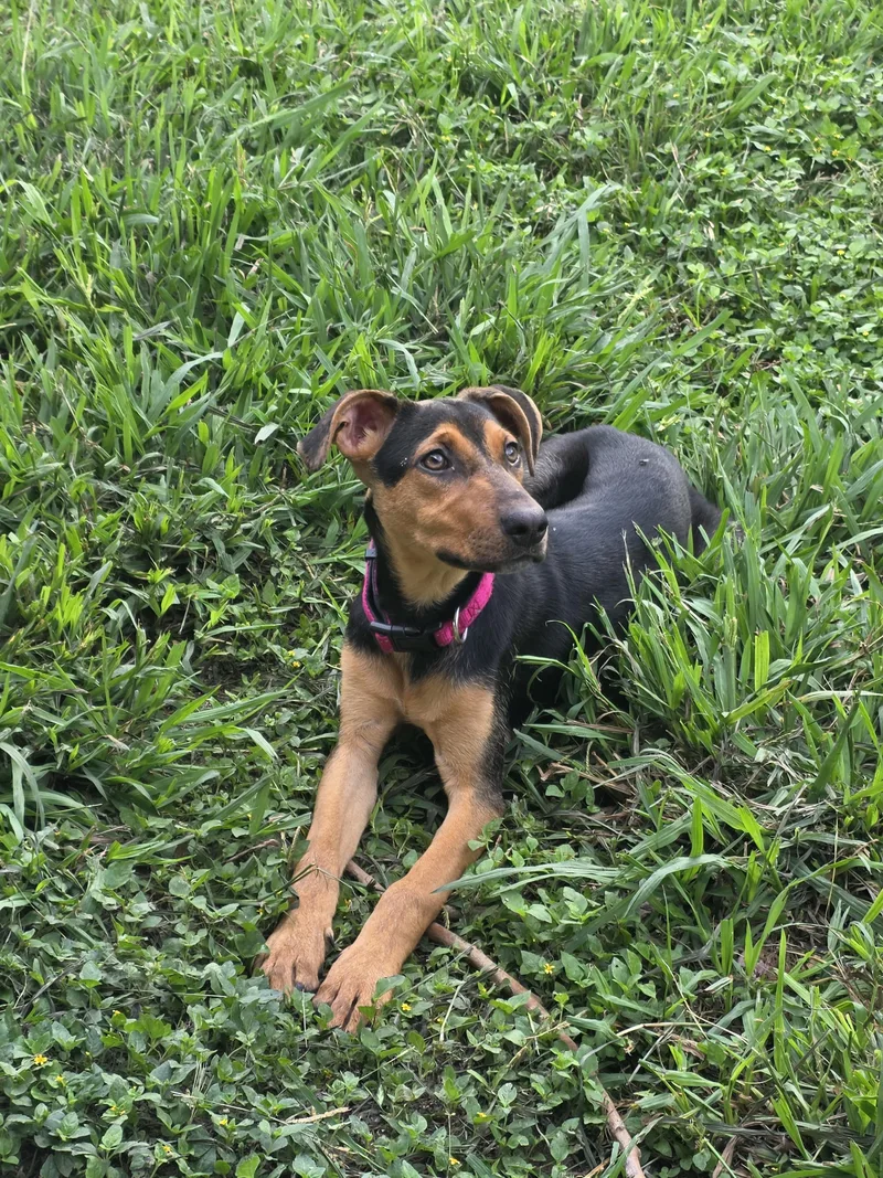 A baby small-sized female Bicolor Black and Tan Coonhound dog named Zoey for adoption in Dickinson, TX