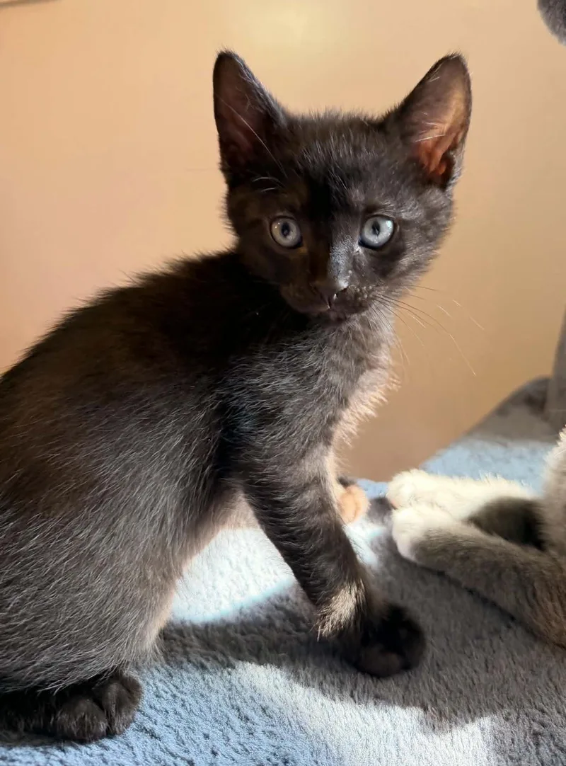 A baby medium-sized male Black Domestic Short Hair cat named Noah for adoption in Breinigsville, PA