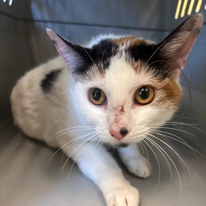 A young large-sized female Calico Domestic Short Hair cat named Spider Mama for adoption in Hudson, NY
