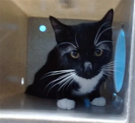 A young small-sized male Domestic Short Hair cat named Simon for adoption in Gardena, CA