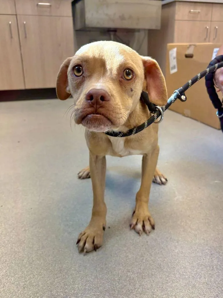 A baby medium-sized male Pit Bull Terrier dog named Renn for adoption in Chillicothe, OH