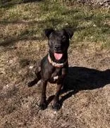 A young medium-sized female Black Labrador Retriever dog named Annie for adoption in Cibolo, TX