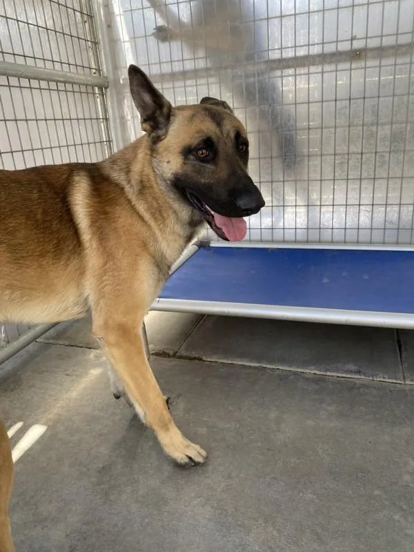 An adult large-sized male Belgian Shepherd / Malinois dog named Smokey for adoption in Victorville, CA
