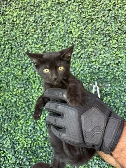 A baby small-sized male Black Domestic Short Hair cat named Piracy for adoption in El Paso, TX