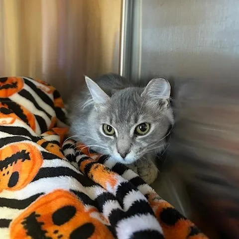 A baby small-sized male Domestic Medium Hair cat named Tiki for adoption in Knoxville, TN