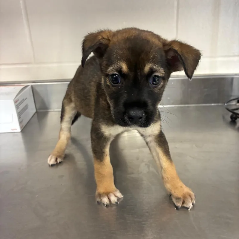 A baby small-sized male Sable Shepherd dog named Sonny for adoption in San Antonio, TX