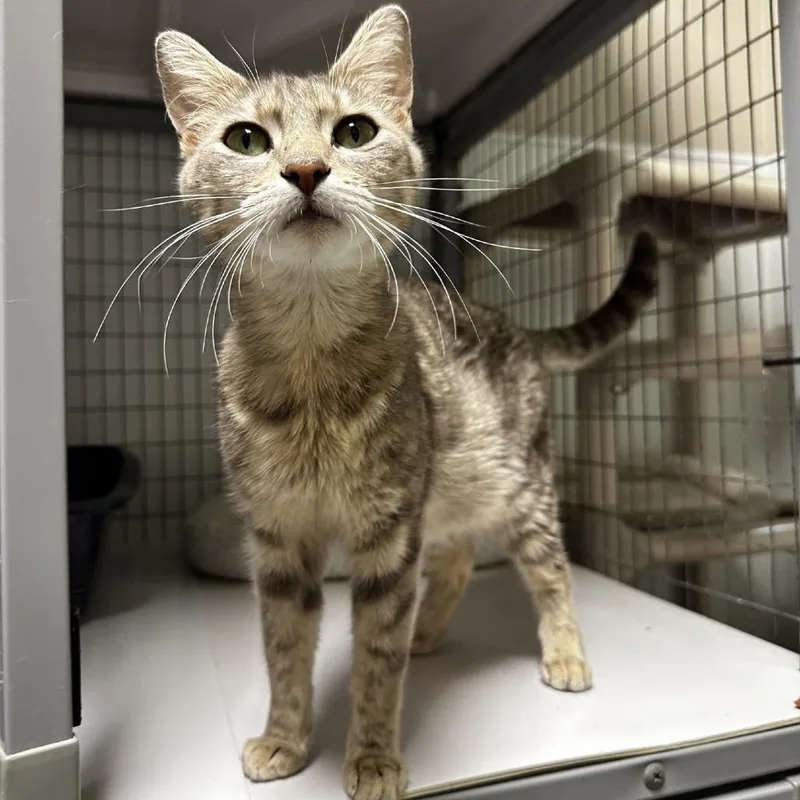 A young medium-sized female Gray / Blue / Silver Domestic Short Hair cat named Bug for adoption in Blue Ridge, GA