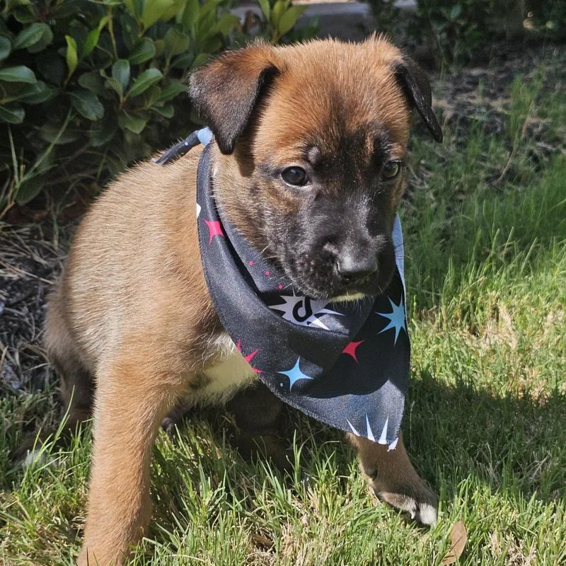 A young medium-sized male Golden Shepherd dog named Brisket for adoption in Austin, TX