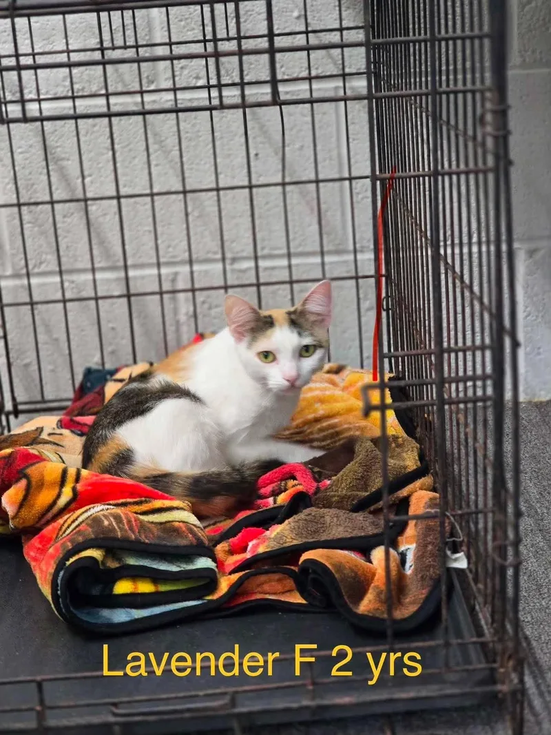 An adult medium-sized female Black Domestic Short Hair cat named Lavender for adoption in Fort Payne, AL