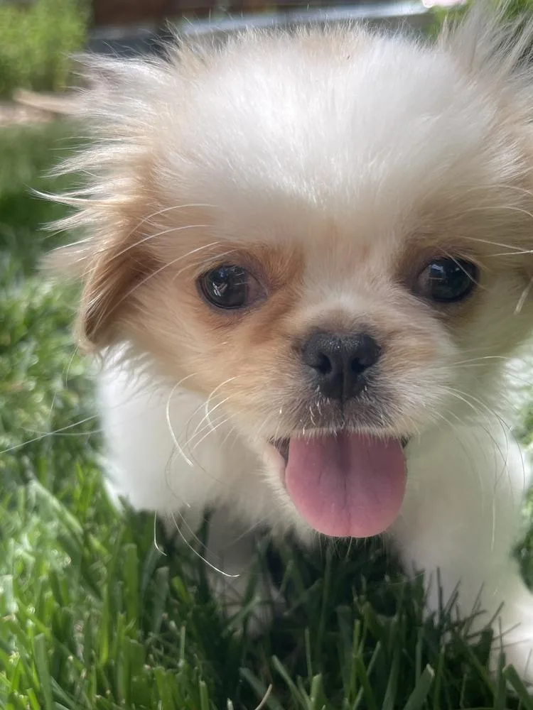 A young small-sized male Pekingese dog named Archie Cassanova for adoption in Aurora, CO