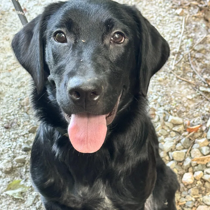 A young medium-sized female Black Labrador Retriever dog named Juniper for adoption in Meherrin, VA