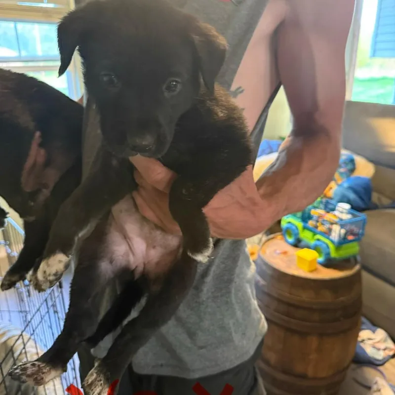 A baby large-sized female Black German Shepherd Dog dog named Vex for adoption in Columbia Station, OH