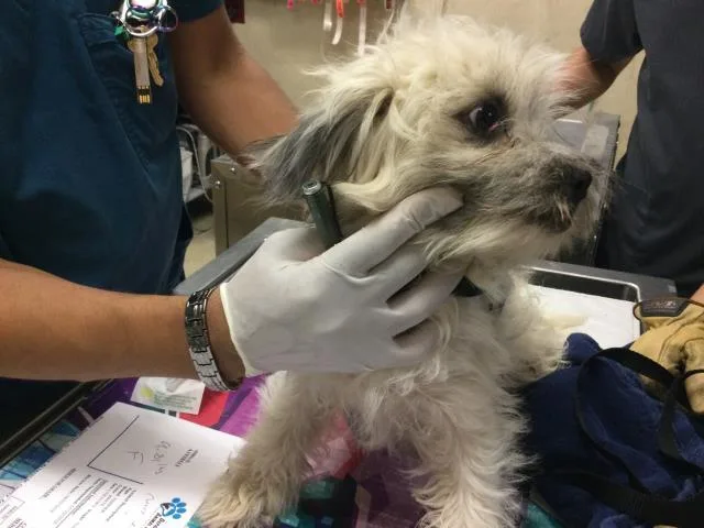 A young small-sized female Terrier dog named A for adoption in Riverside, CA