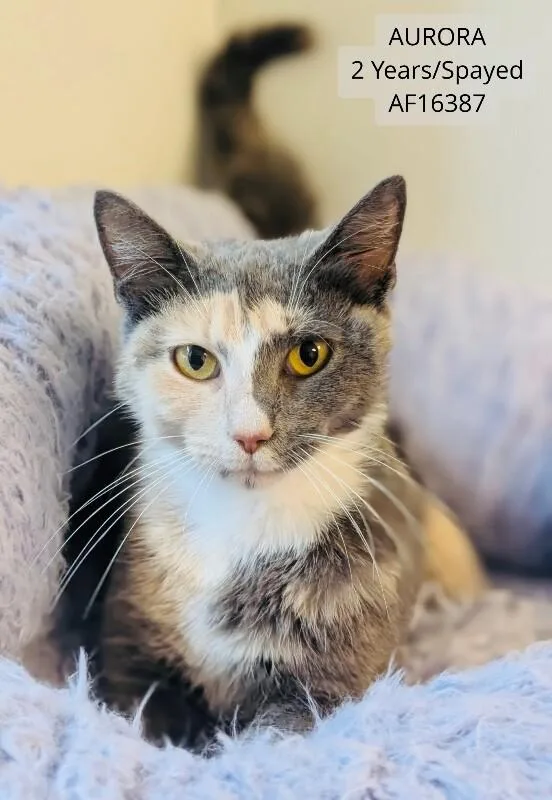 Aurora