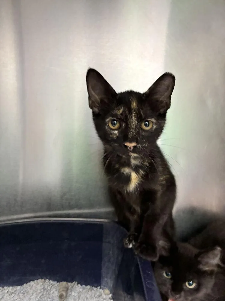 A baby small-sized female Black Domestic Short Hair cat named Princess Peach for adoption in Marietta, GA