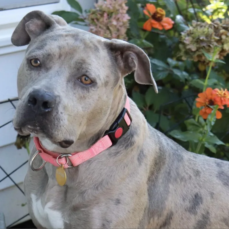 An adult medium-sized female Gray / Blue / Silver Pit Bull Terrier dog named Kayla for adoption in East Saint Louis, IL