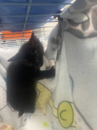 A baby small-sized male Domestic Short Hair cat named Noir for adoption in Gainesville, FL