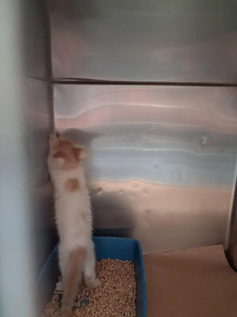 A baby small-sized male Domestic Short Hair cat named Tater for adoption in Cartersville , GA