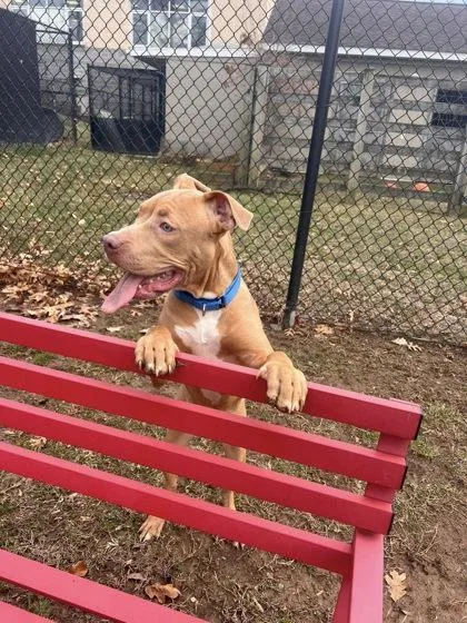 An adult large-sized female Mixed Breed dog named Sugar Cookie for adoption in Fairfax, VA