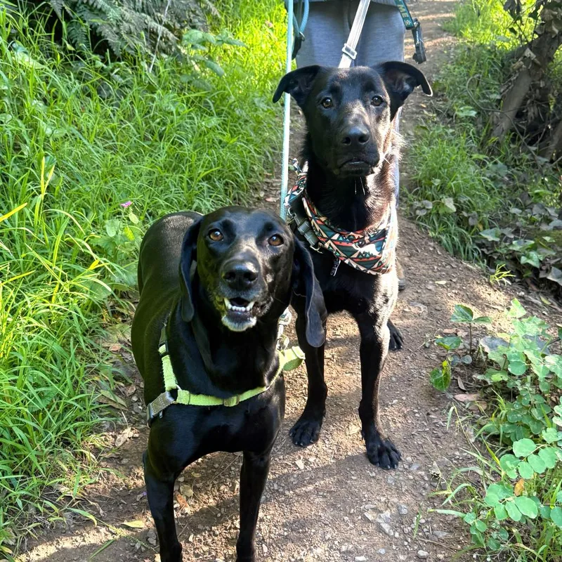 An adult large-sized male Black Labrador Retriever dog named Brighton for adoption in San Francisco, CA