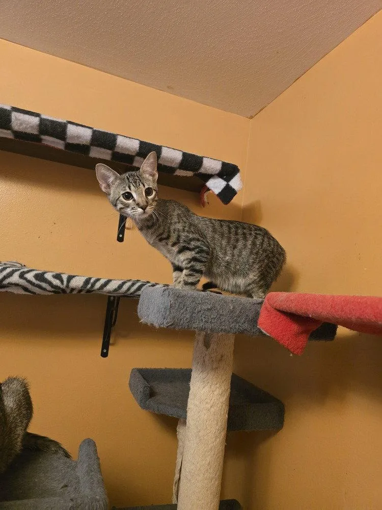 A baby small-sized male Domestic Short Hair cat named Dara for adoption in O'Fallon, MO