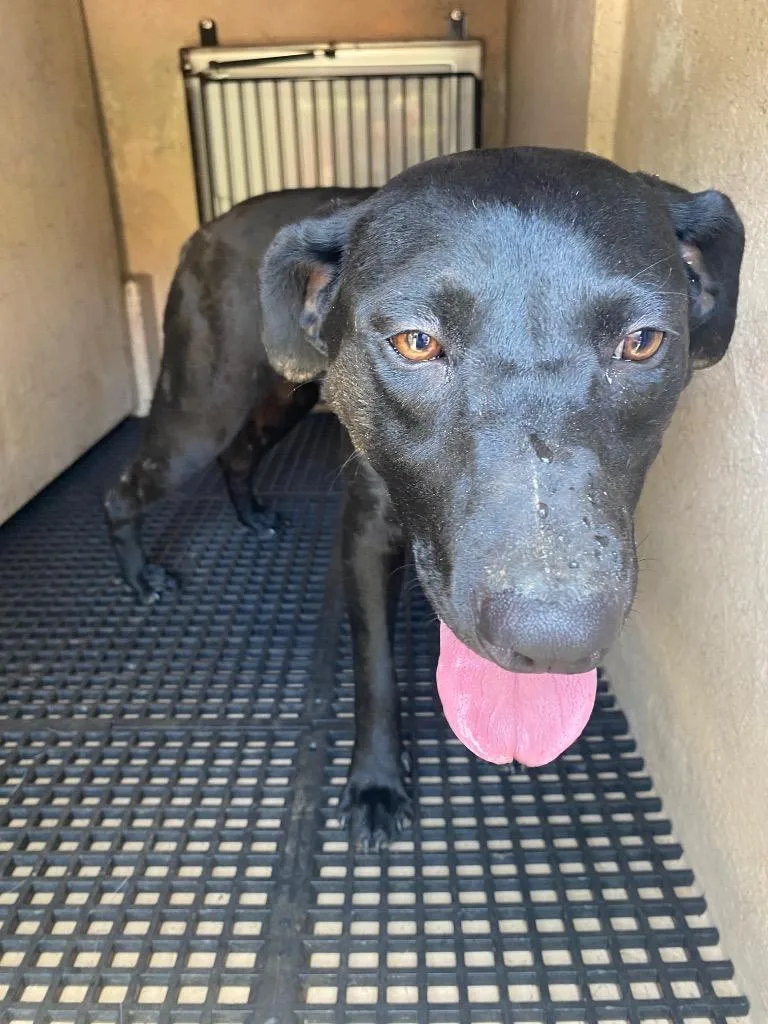 A young medium-sized female Mixed Breed dog named Josie for adoption in Cartersville , GA