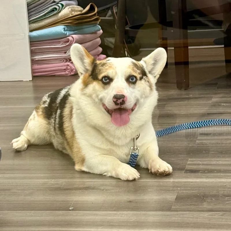 An adult small-sized male Black Corgi dog named Leo for adoption in York, PA