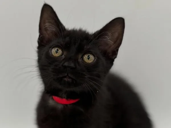 A baby small-sized female Domestic Short Hair cat named Chili for adoption in Portland, OR