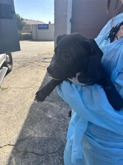 A baby small-sized female Pit Bull Terrier dog named Susan for adoption in Ontario, CA