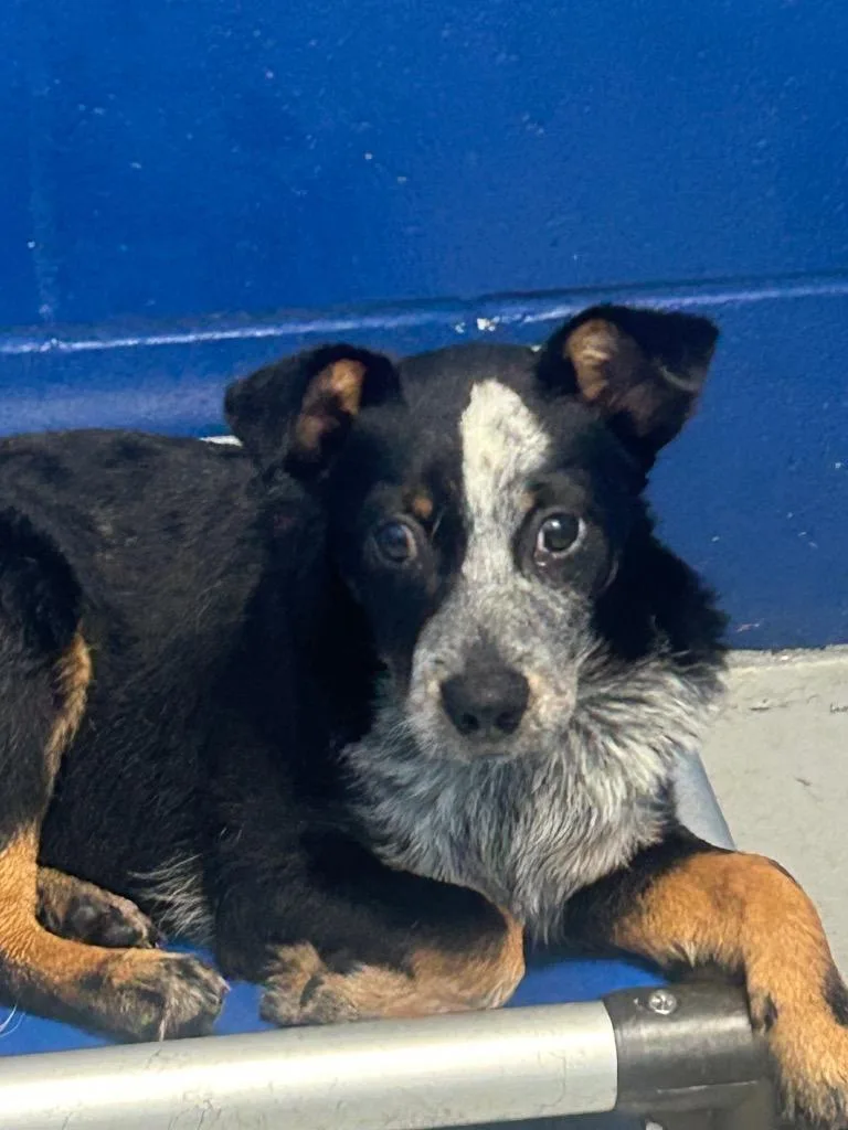 A baby medium-sized male Affenpinscher dog named Bandit for adoption in Hartsville, SC