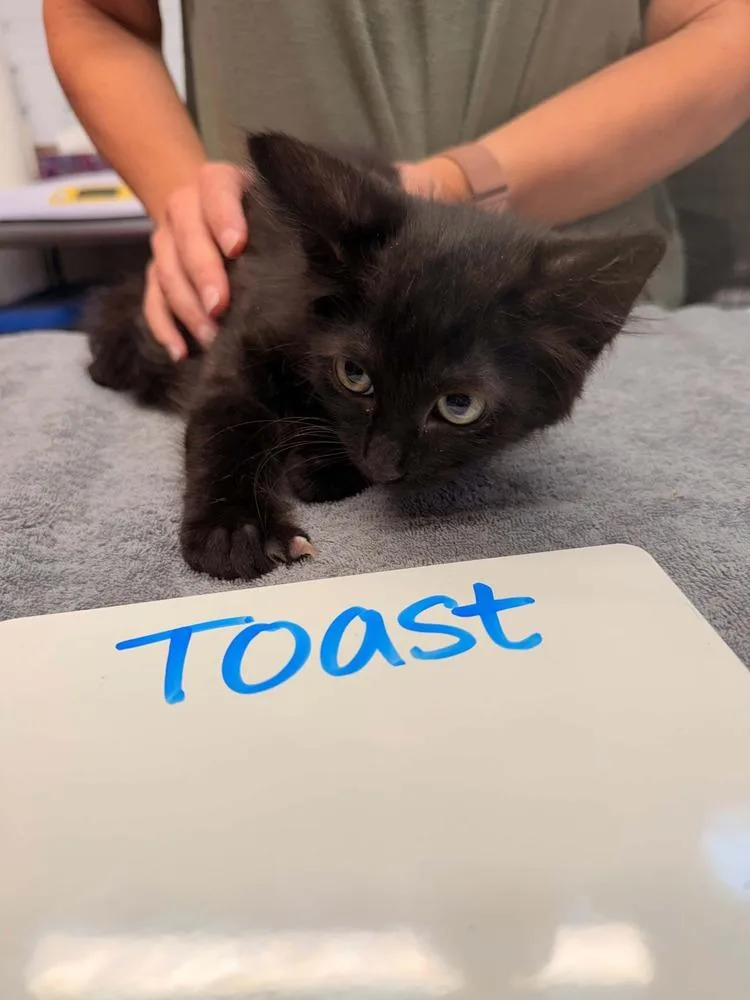 A baby small-sized male Black Domestic Short Hair cat named Toast for adoption in Vancouver, WA