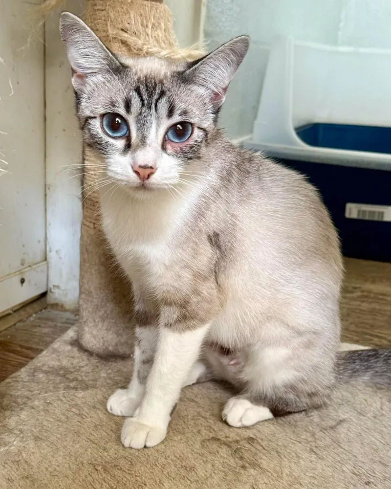 An adult medium-sized female Cream / Ivory Domestic Short Hair cat named Calista for adoption in Shreveport, LA
