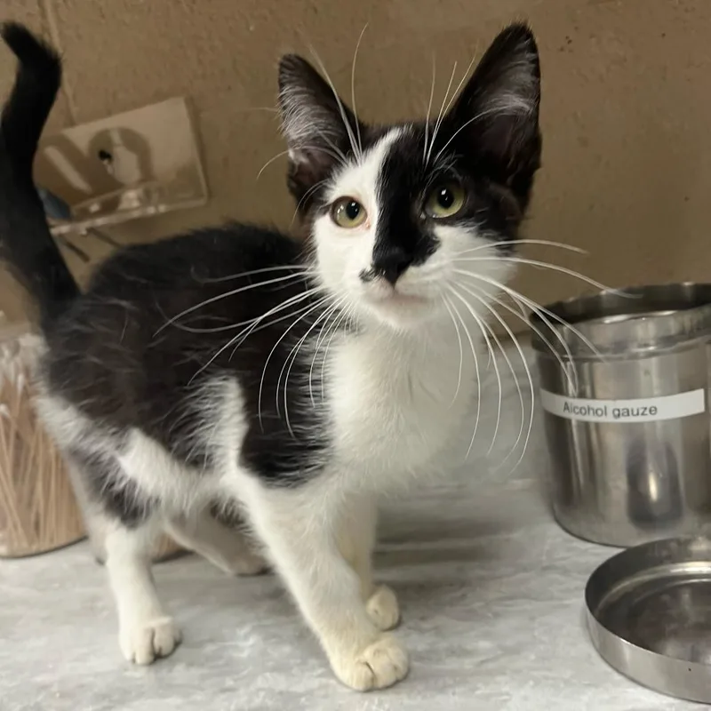 A young medium-sized male Black Domestic Short Hair cat named Waldo for adoption in Lewisburg, WV