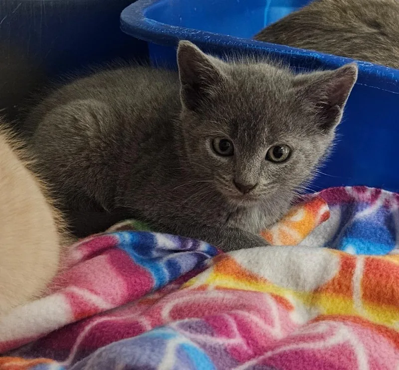 A baby medium-sized male Domestic Short Hair cat named Fairy Floss for adoption in Bloomington, IN