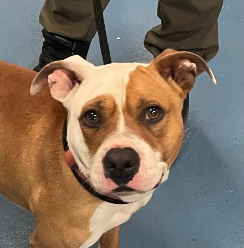 An adult large-sized male Brown / Chocolate Mixed Breed dog named Kg for adoption in Cincinnati, OH