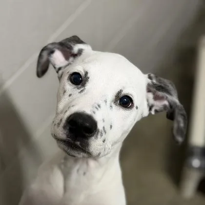 A baby large-sized female Dalmatian dog named Splotch for adoption in Sacramento, CA